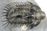 Spiny Comura Trilobite - Ofaten, Morocco #362813-3